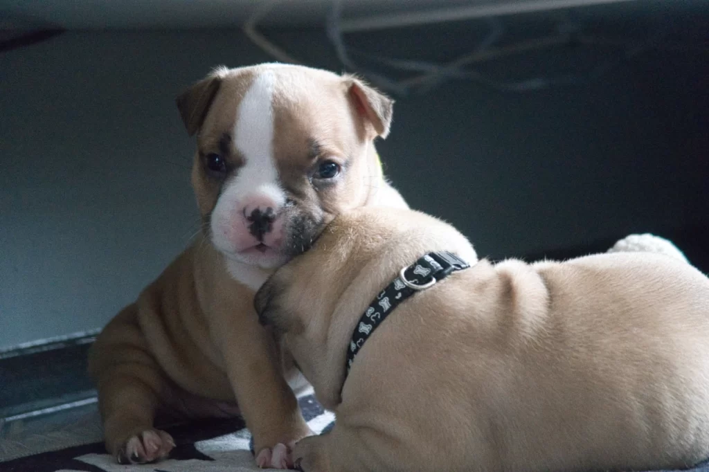 american bully pups playing