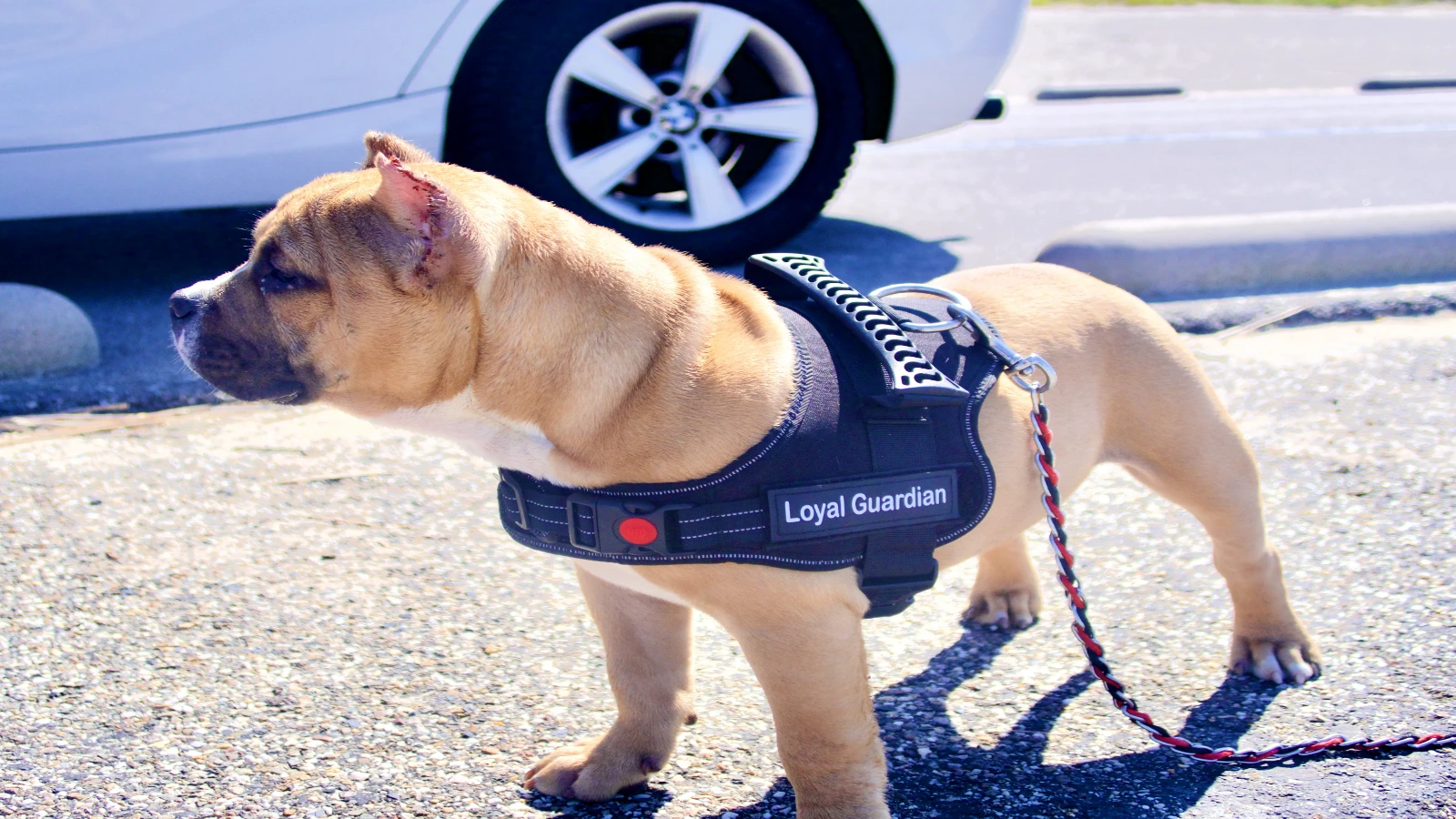 Loyal guardian bully American Bully Nederland