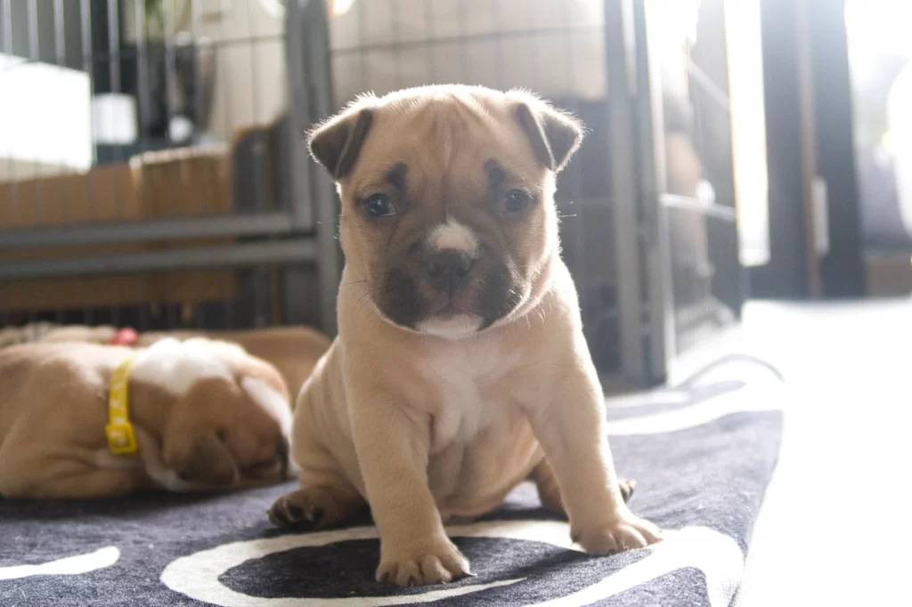 american-bully pup